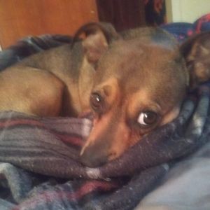 Meet your Posher, Eli